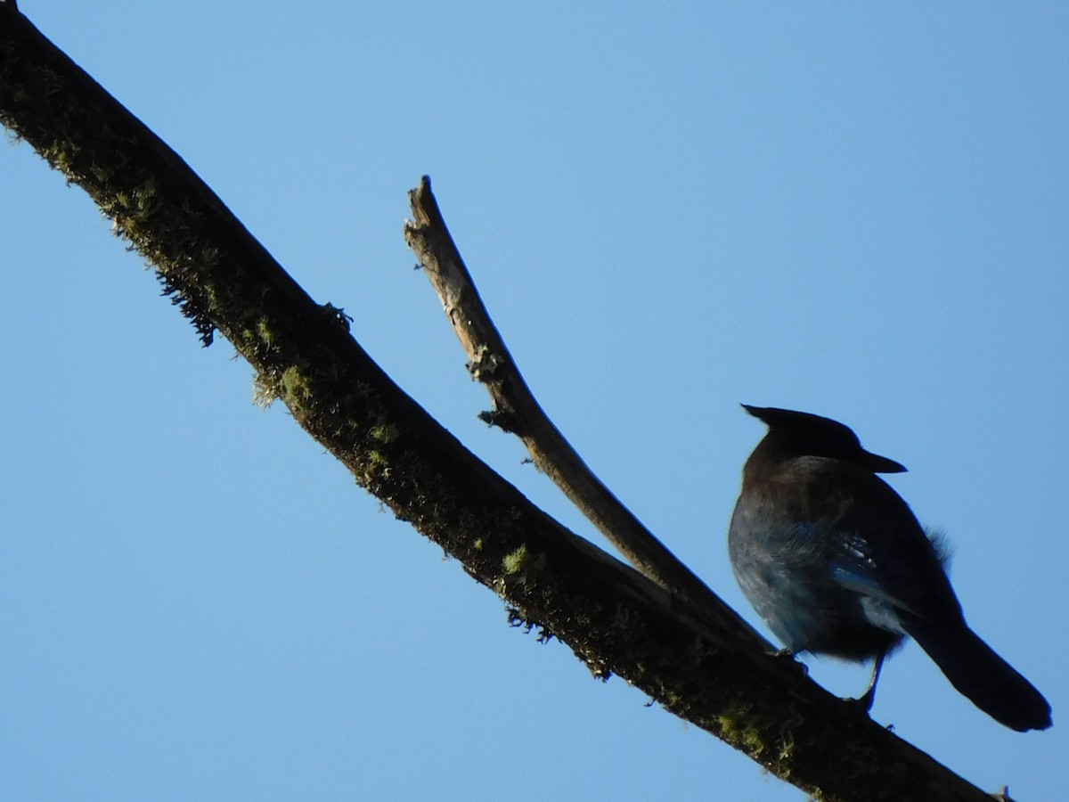 Steller's Jay - ML647729963