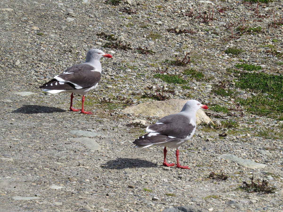 Dolphin Gull - ML647729967