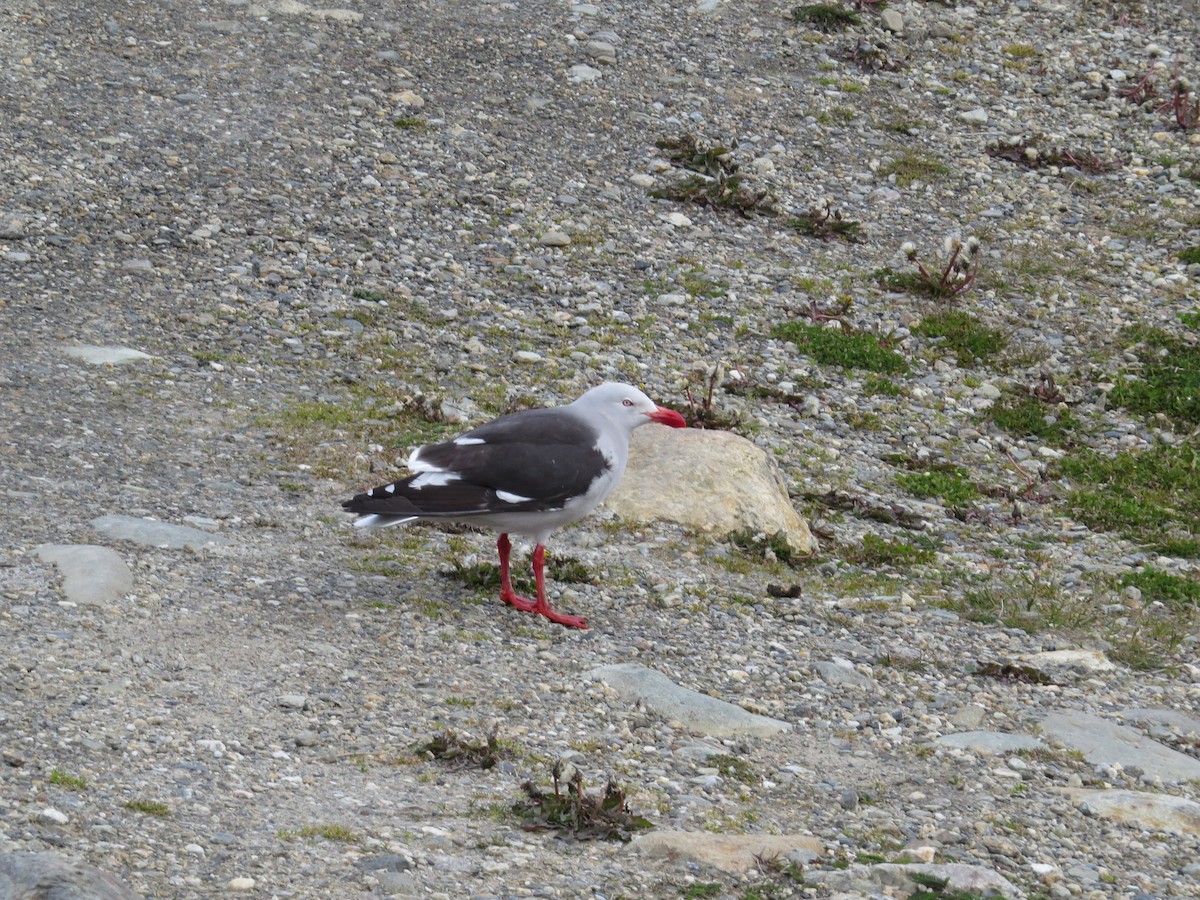 magellanmåke - ML647729981