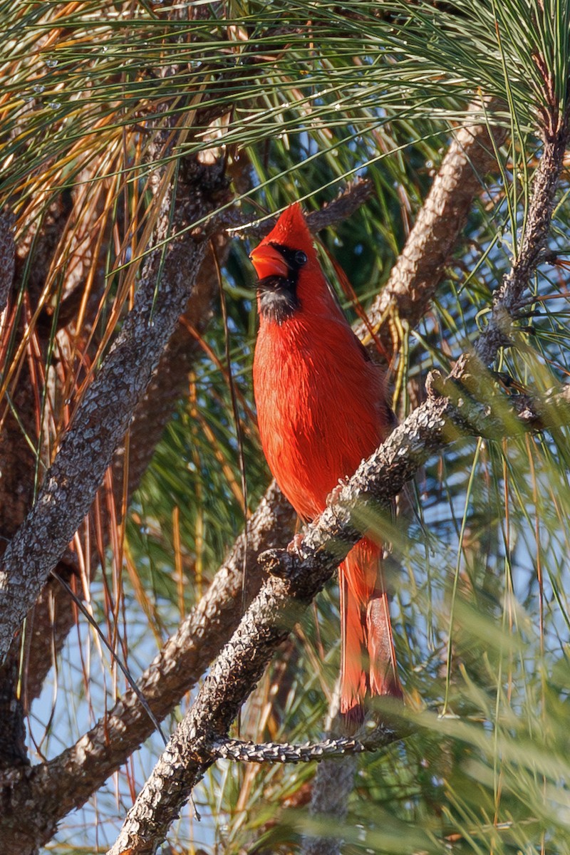 Northern Cardinal - ML647729993