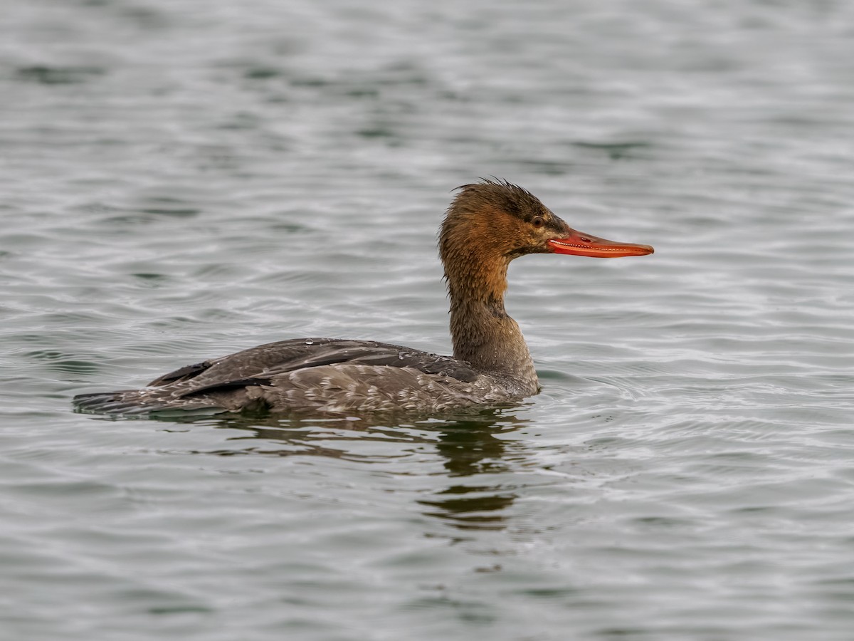 Serreta Mediana - ML647730009