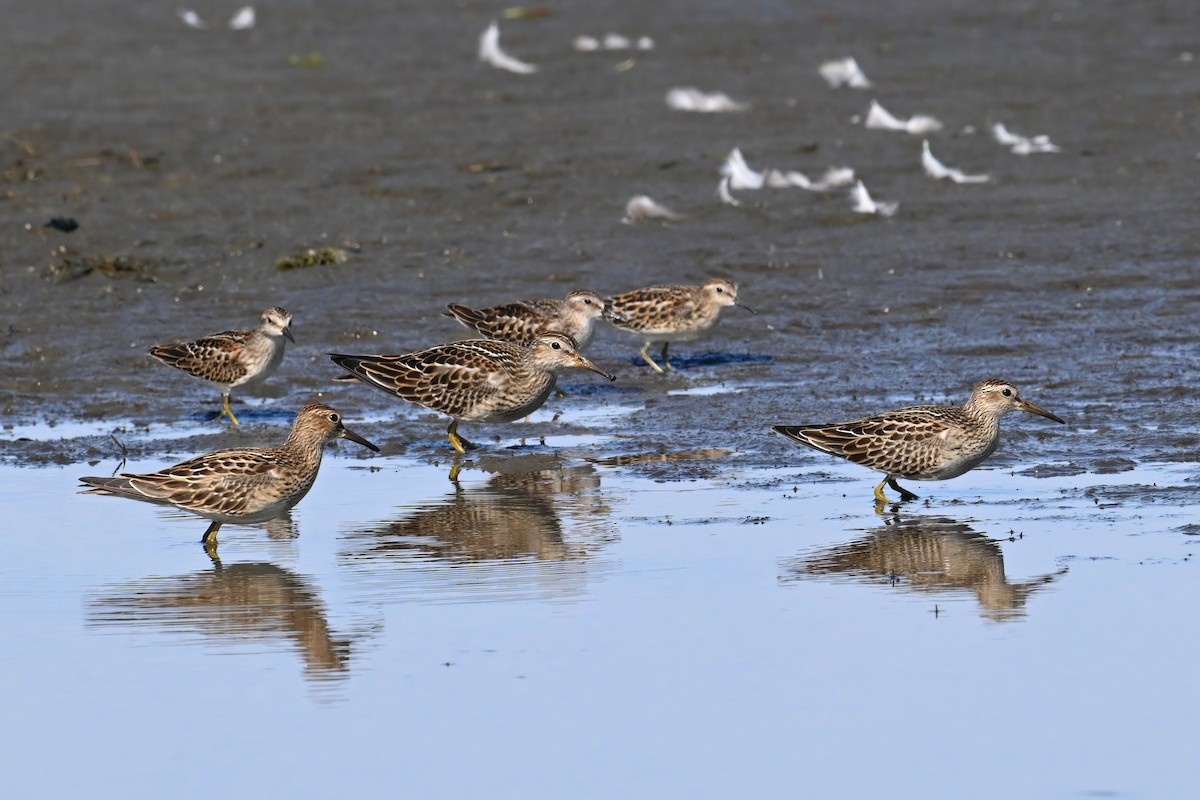 jespák skvrnitý - ML647730024