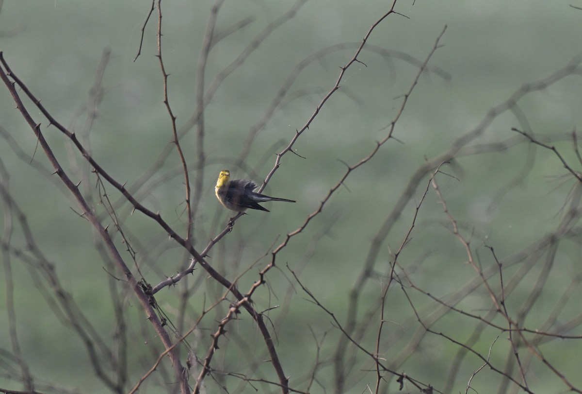 Citrine Wagtail - ML647730031