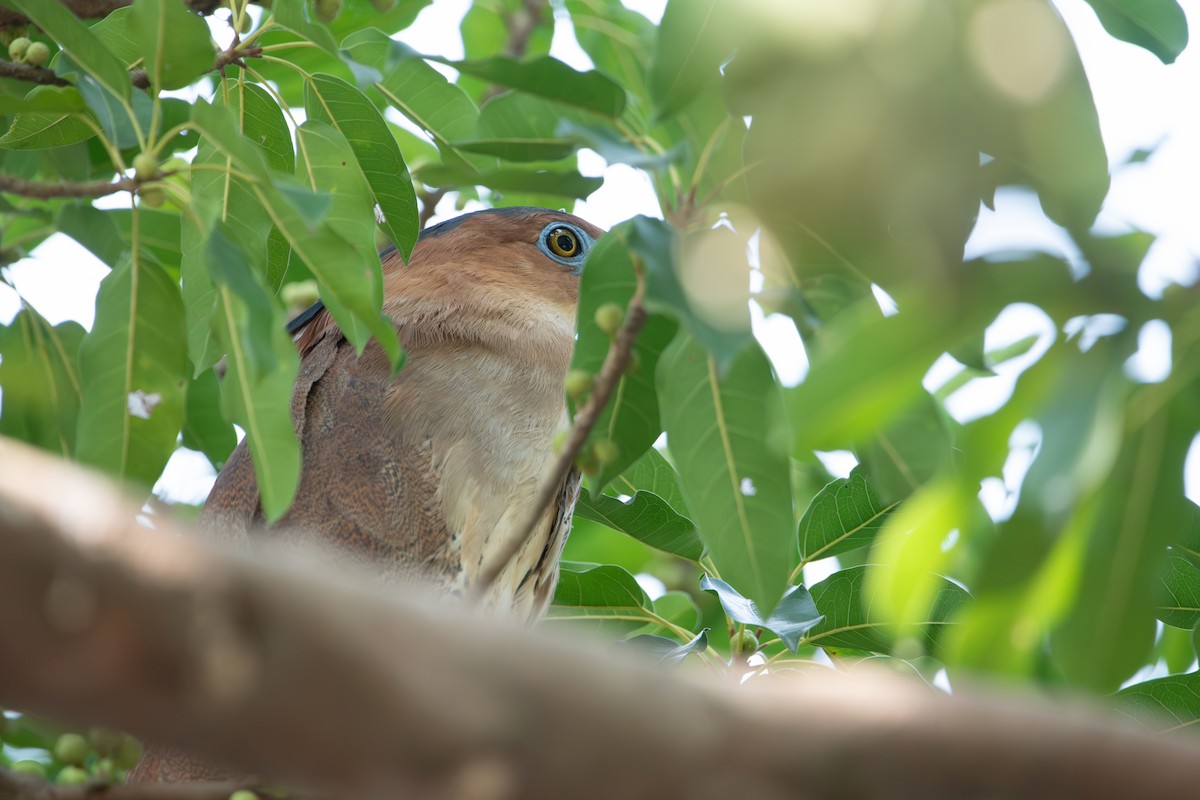 Malay Gece Balıkçılı - ML647730055