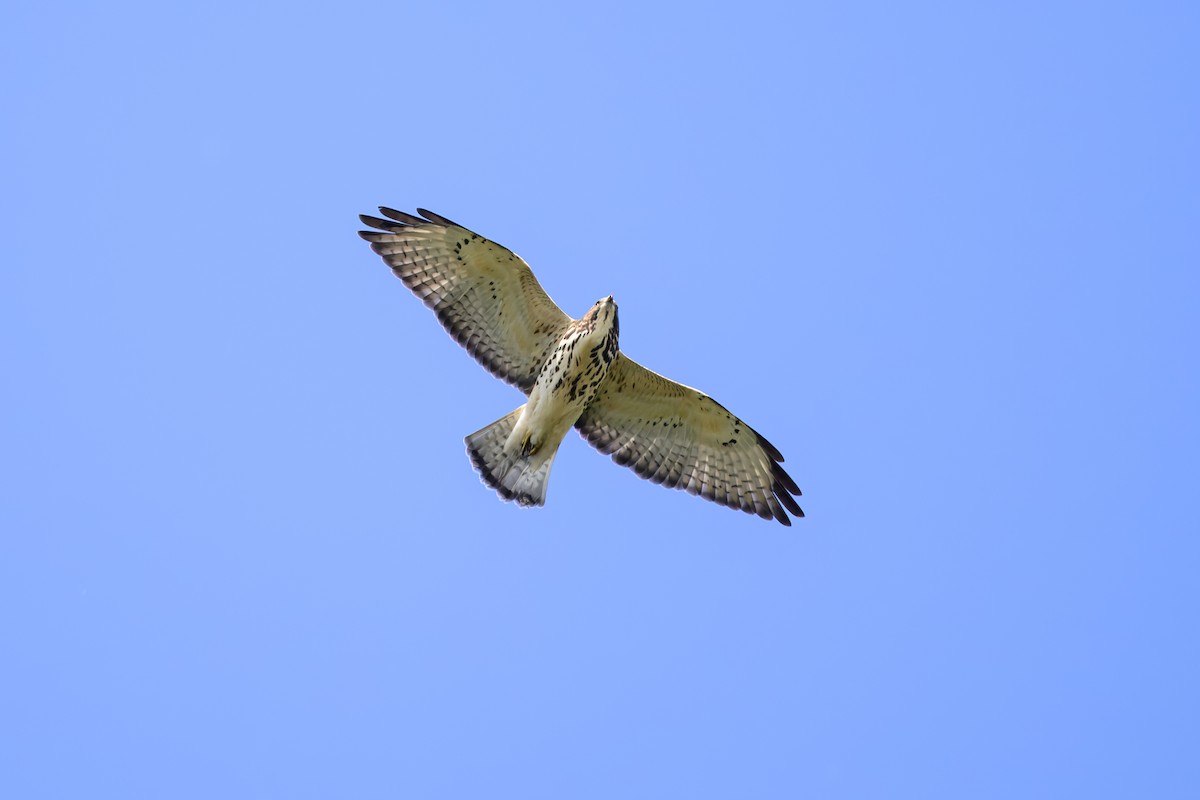 Канюк ширококрилий - ML647730058