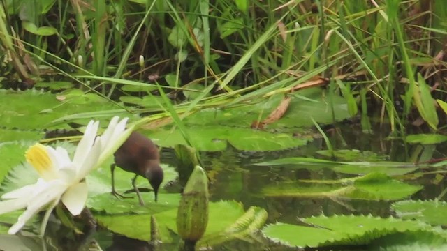 Погонич рудий - ML647730070