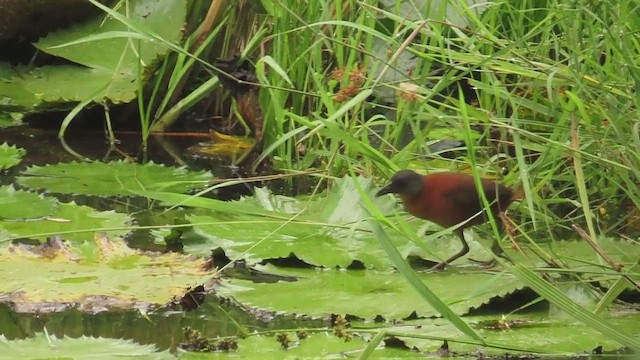 Погонич рудий - ML647730071