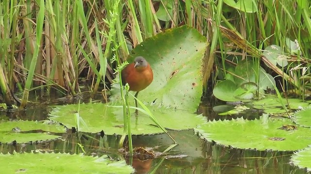 Погонич рудий - ML647730072