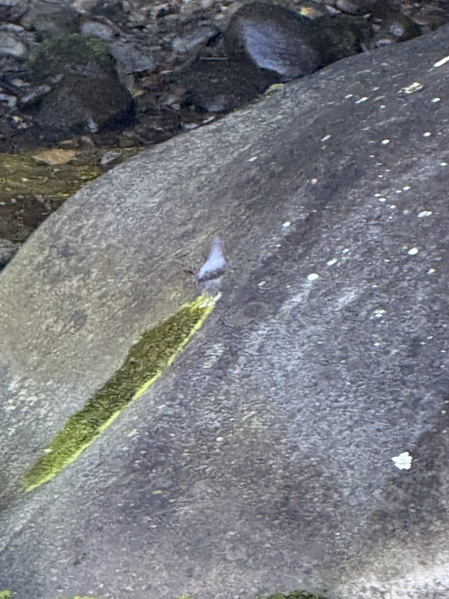 Ur-zozo iparramerikarra - ML647730083