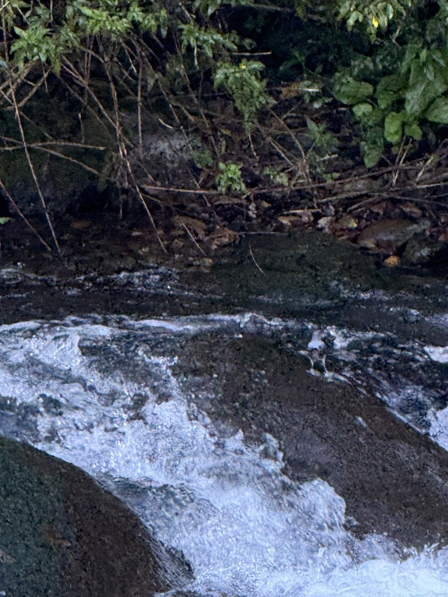 Ur-zozo iparramerikarra - ML647730084