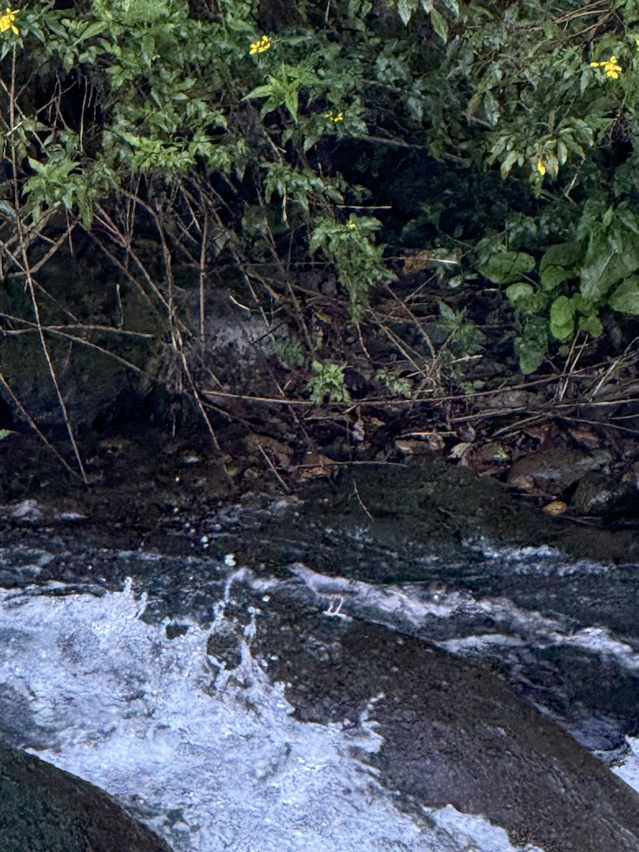 Ur-zozo iparramerikarra - ML647730087