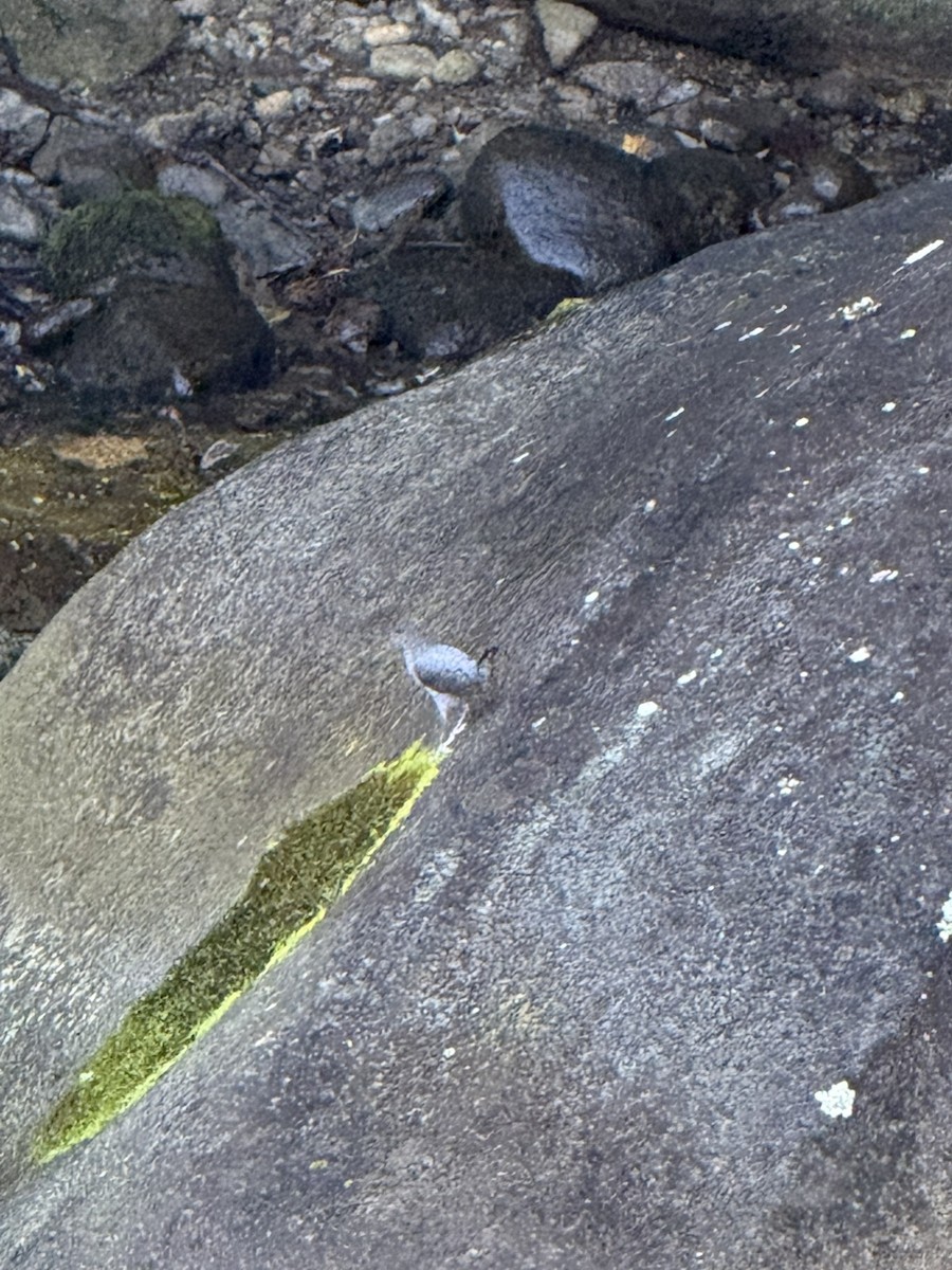 Ur-zozo iparramerikarra - ML647730088