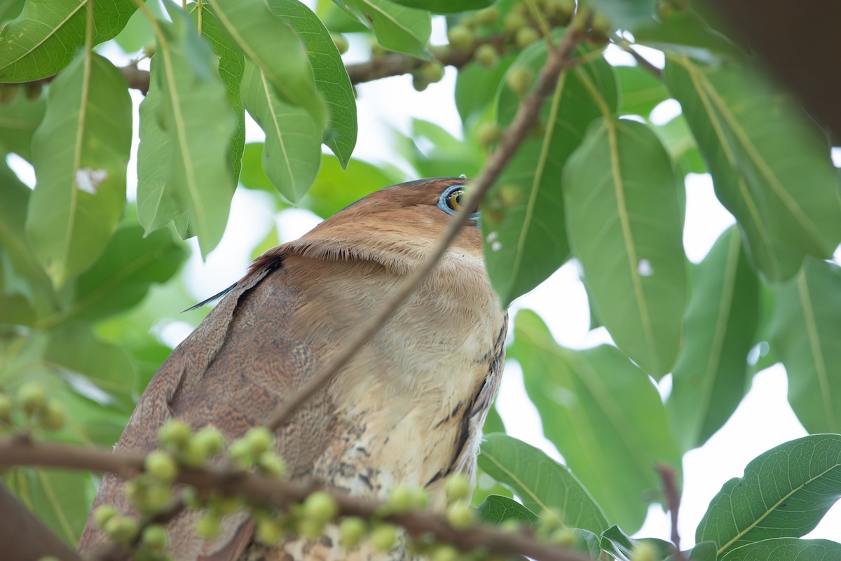 Malay Gece Balıkçılı - ML647730089