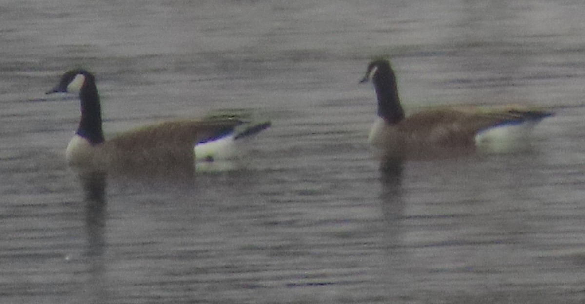 Canada Goose - ML647730096