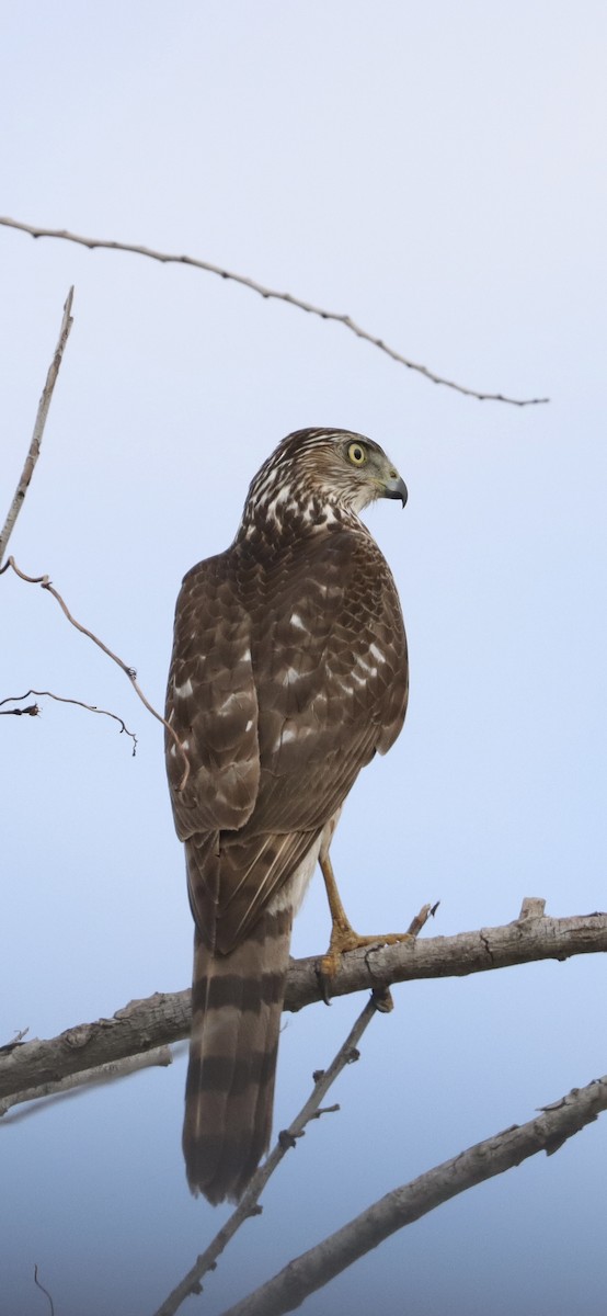 Cooper's Hawk - ML647730109