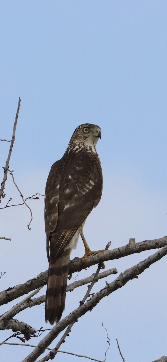 Cooper's Hawk - ML647730110