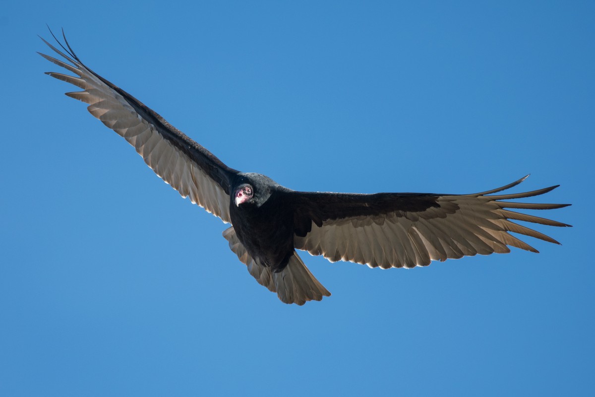 kondor krocanovitý - ML647730122