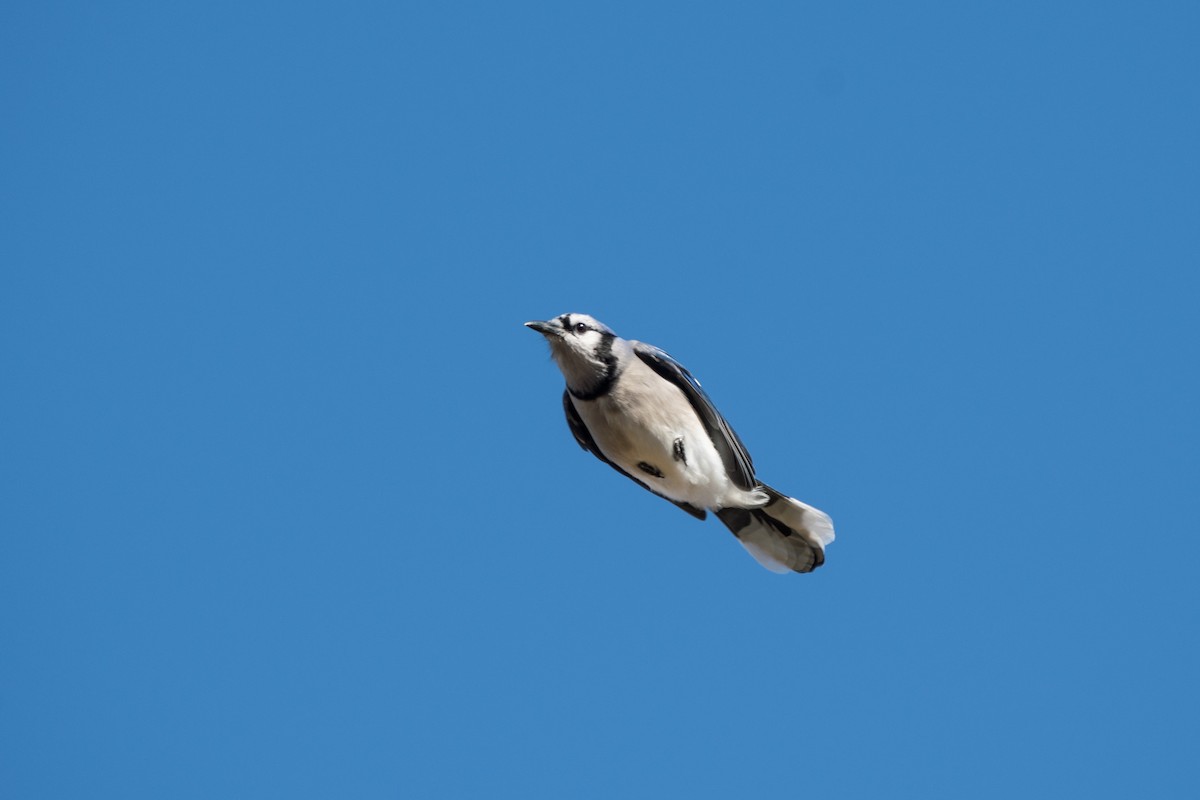 Blue Jay - ML647730130