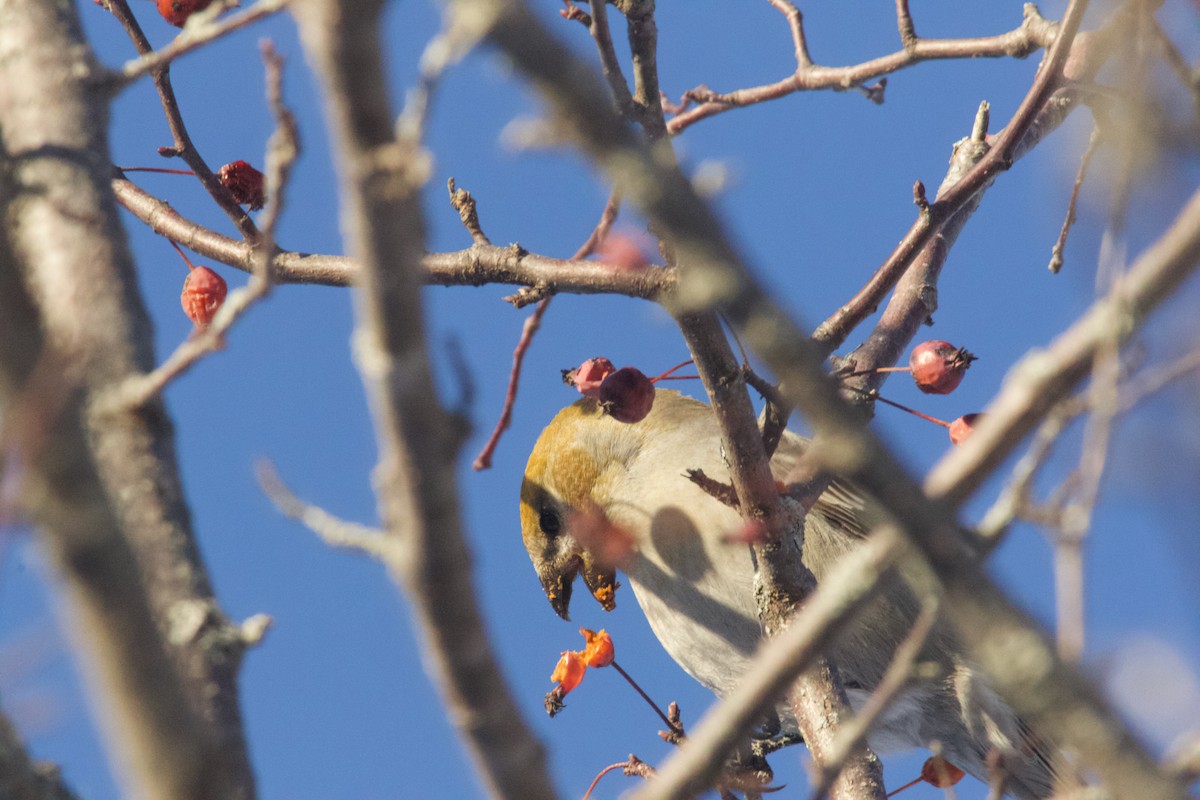 Pinu-gailupa - ML647730150