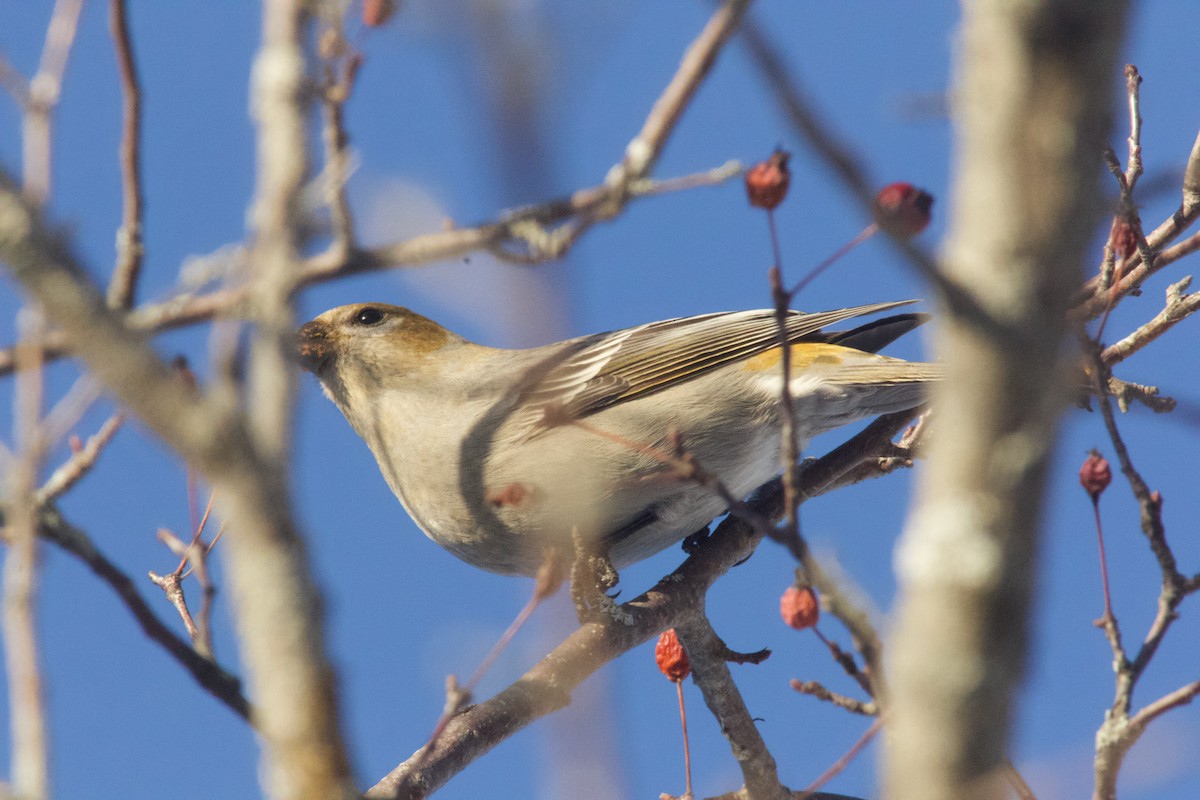 Pinu-gailupa - ML647730151