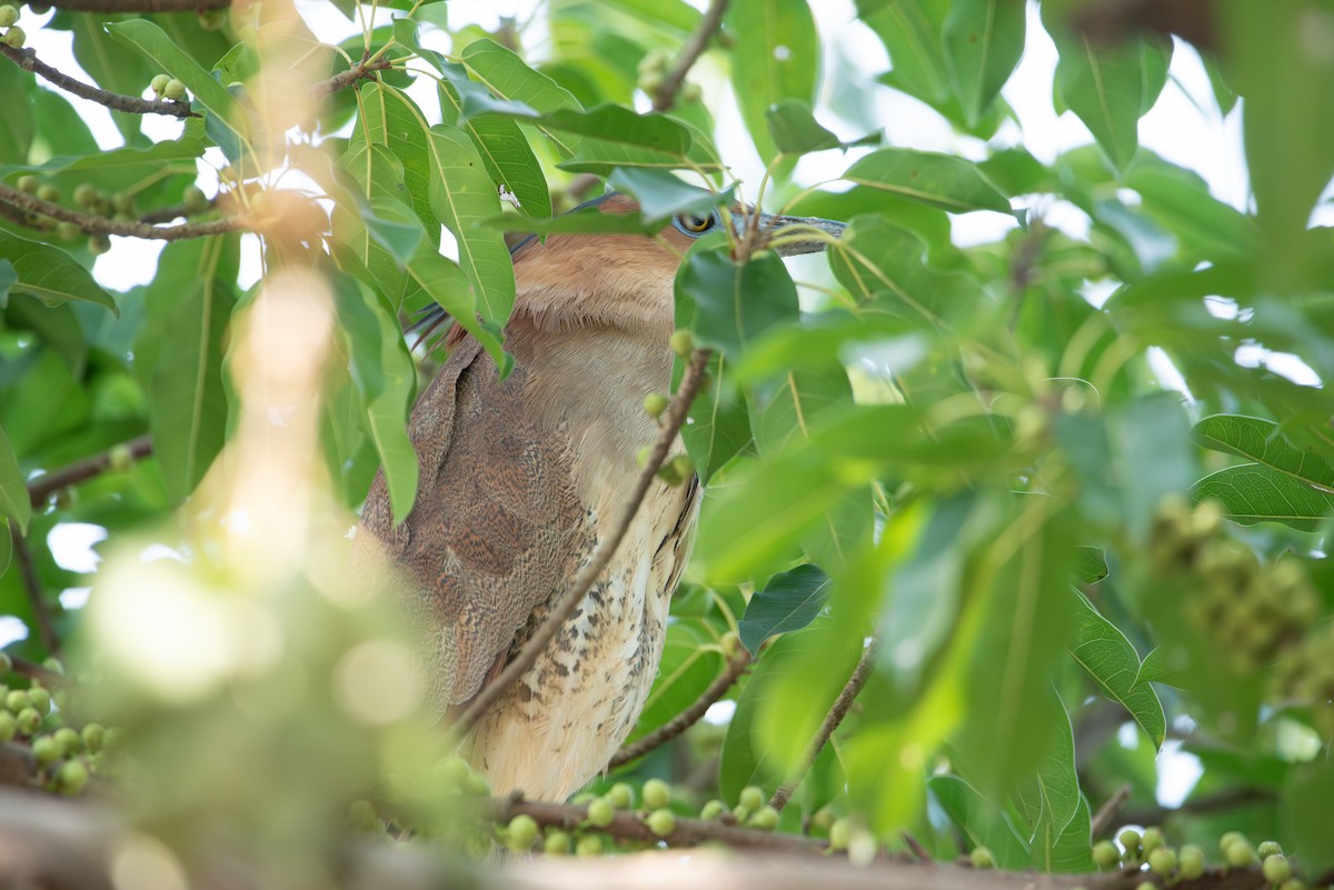 Malay Gece Balıkçılı - ML647730152