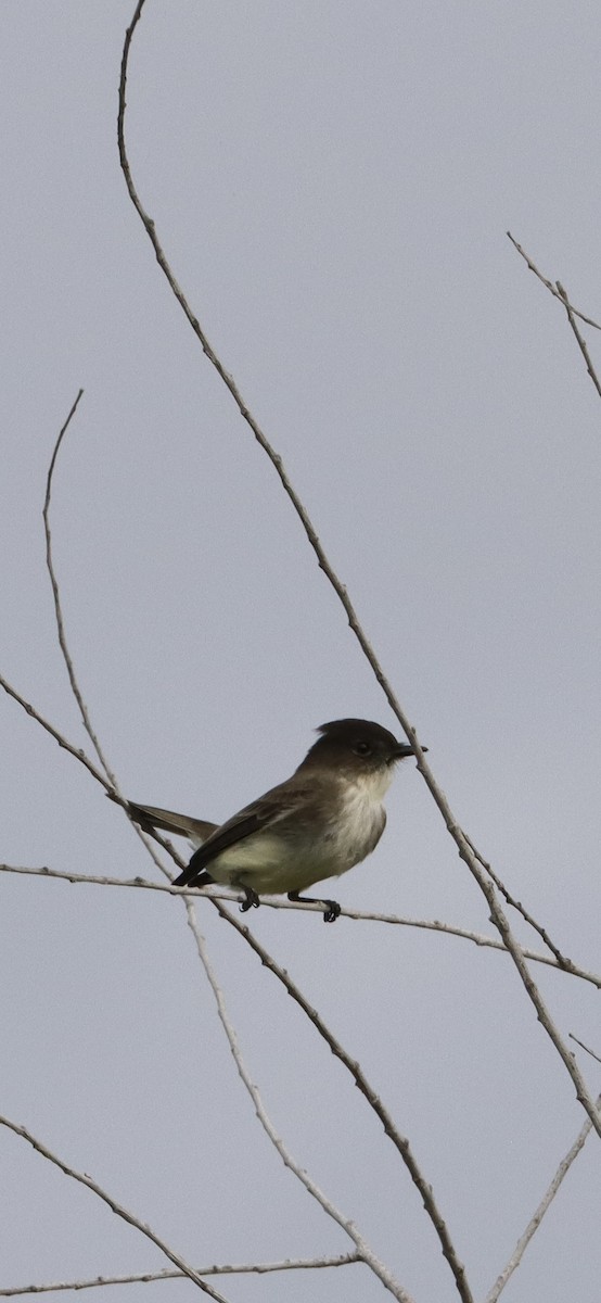 Eastern Phoebe - ML647730172