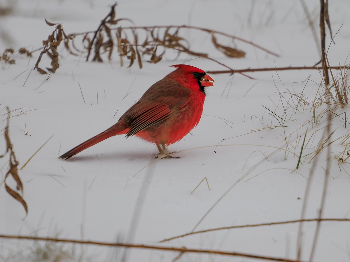 Northern Cardinal - ML647730175