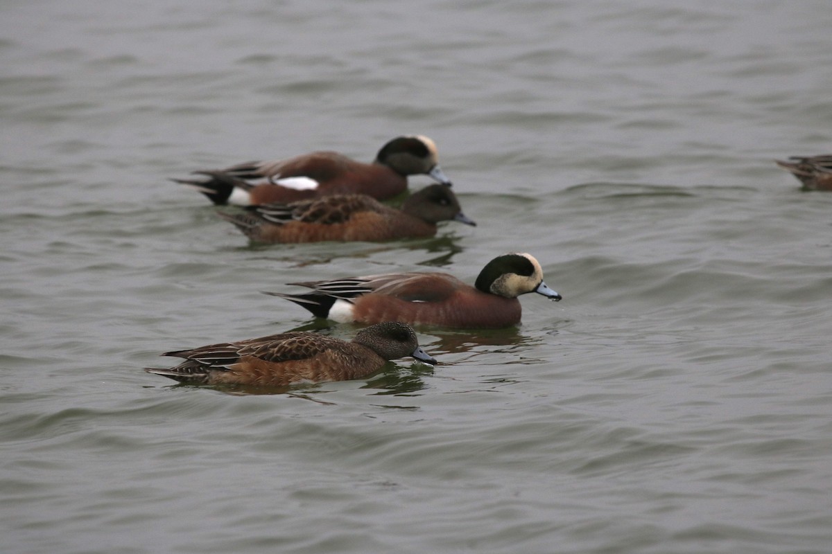 Canard d'Amérique - ML647730179