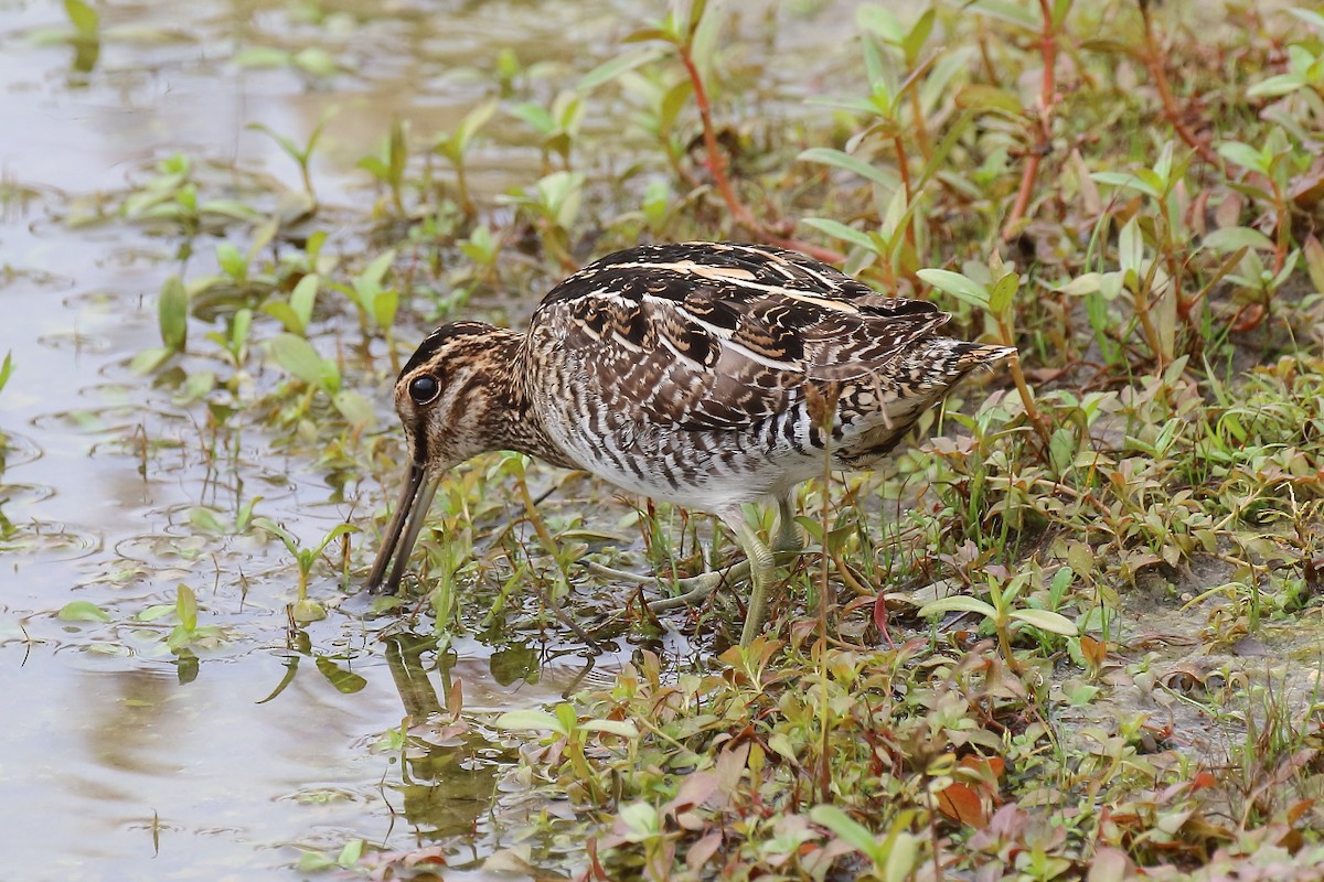 Wilson Suçulluğu - ML647730182