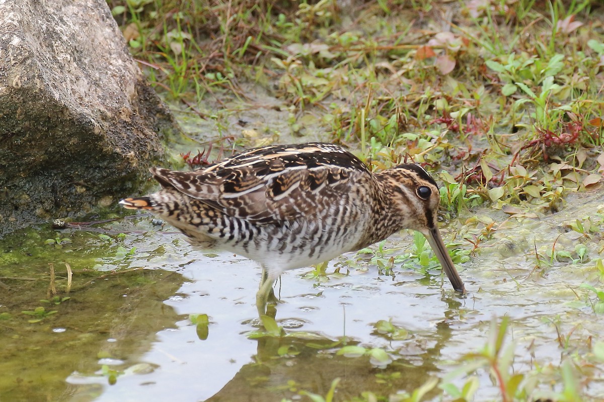 Wilson Suçulluğu - ML647730183