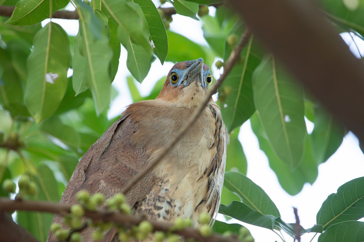 Malay Gece Balıkçılı - ML647730190