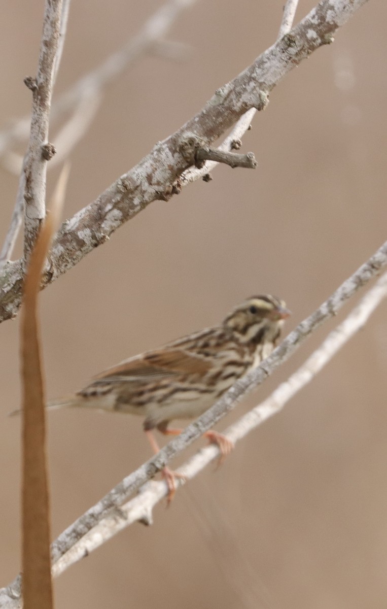 Savannah Sparrow - ML647730195