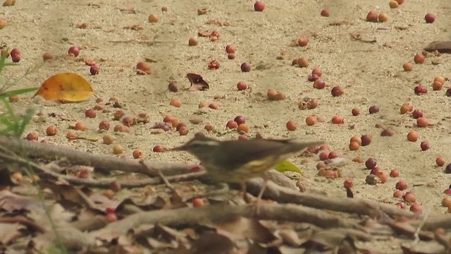 Смугастоволець білобровий - ML647730199