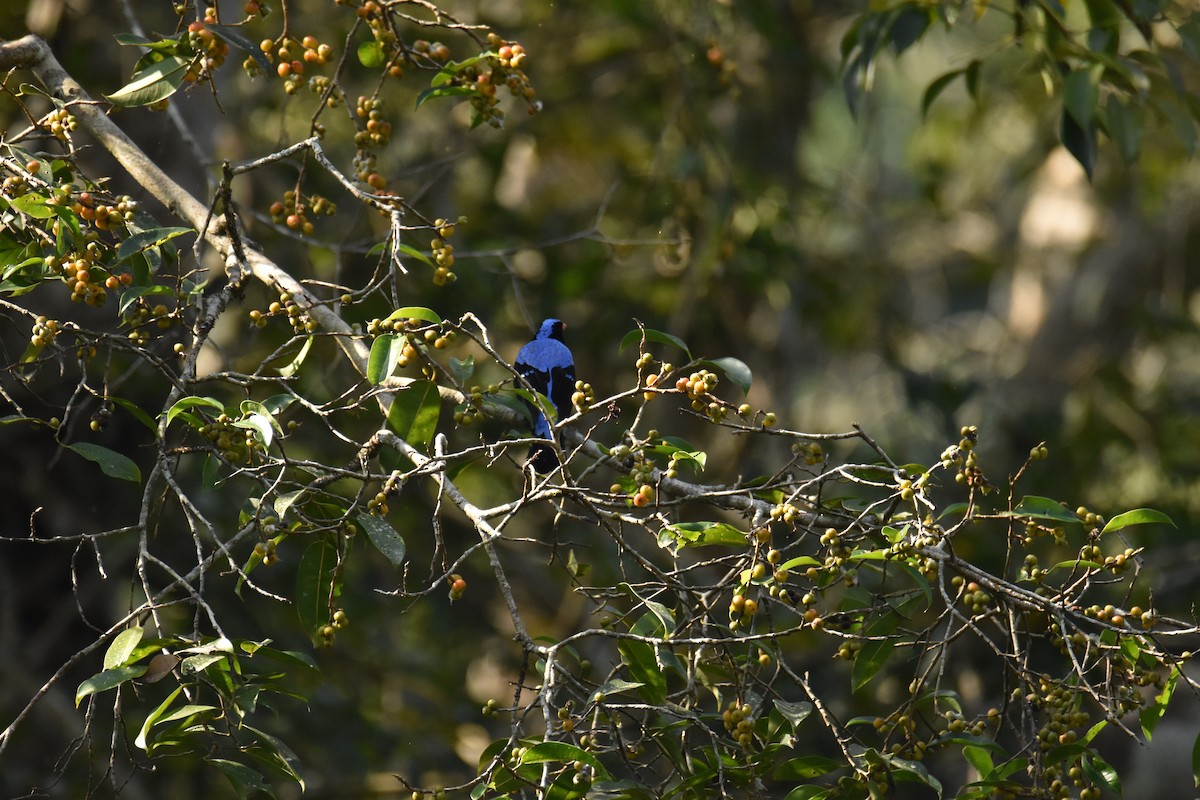 blåalvefugl - ML647730213