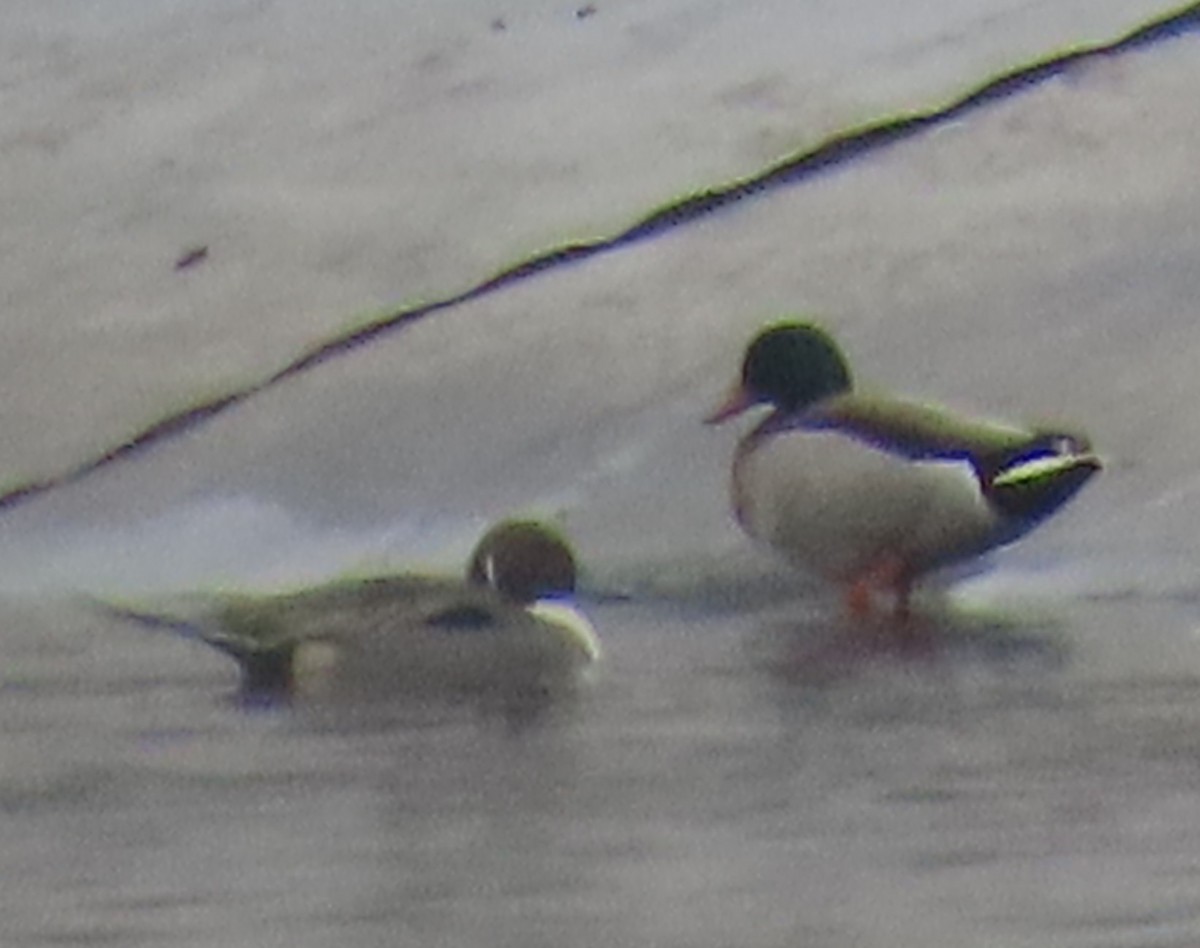 Mallard - ML647730228