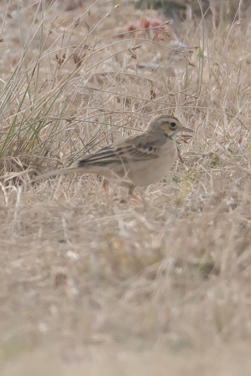 Richard's Pipit - ML647730232