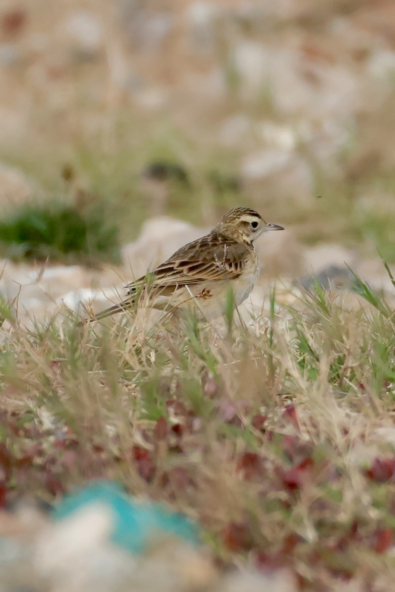 Richard's Pipit - ML647730233