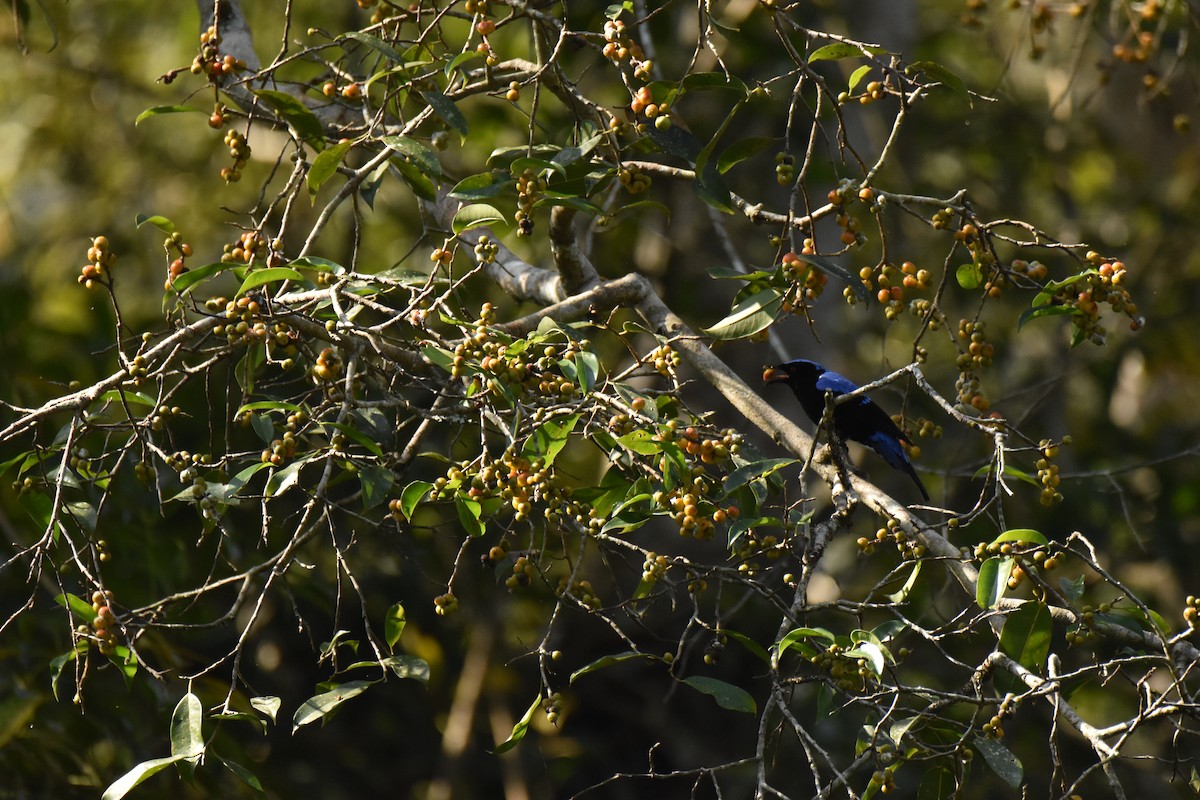 blåalvefugl - ML647730243