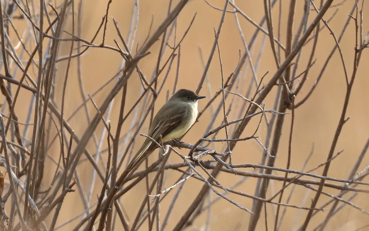 Eastern Phoebe - ML647730244