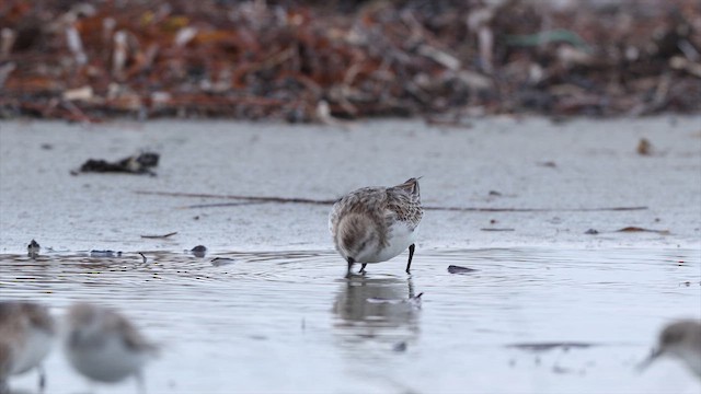 Побережник рудоголовий - ML647730246