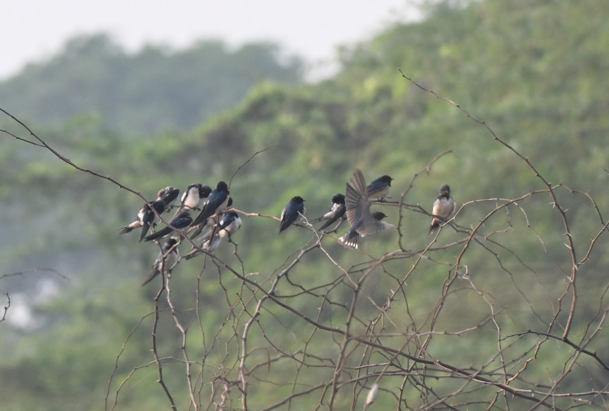 Ластівка сільська - ML647730248