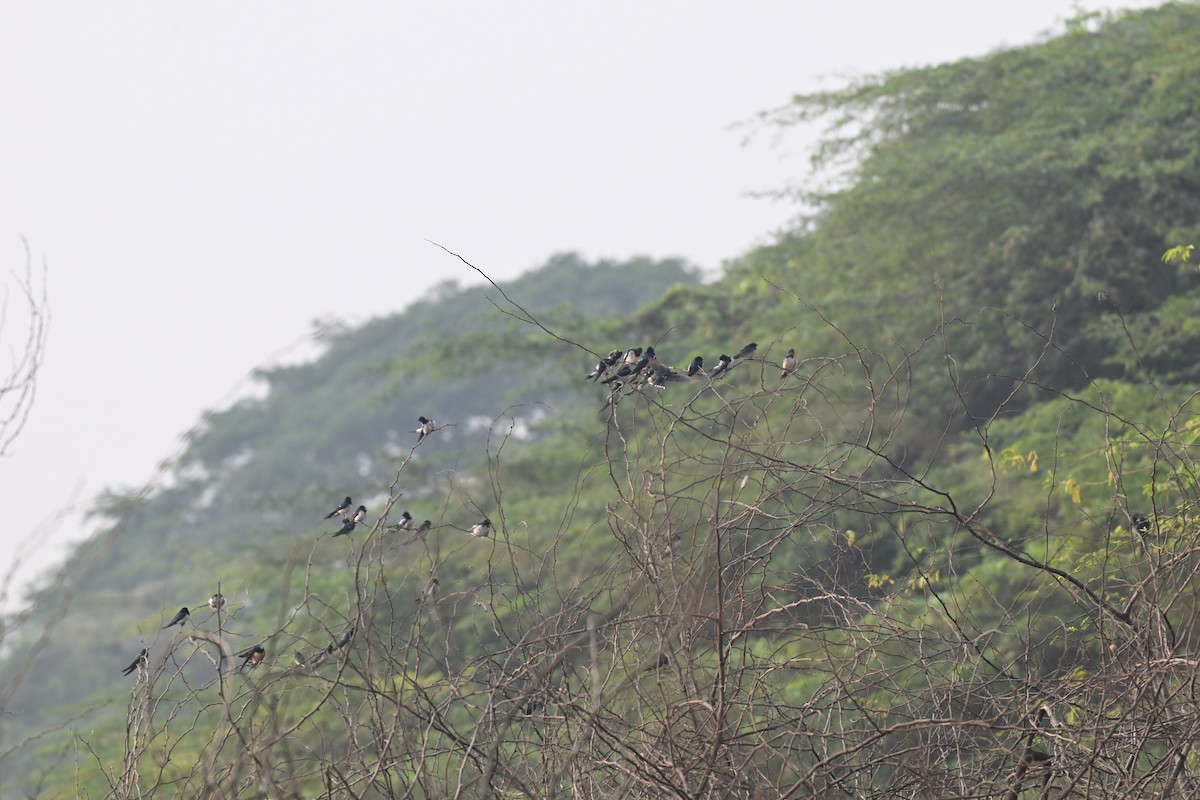 Ластівка сільська - ML647730249