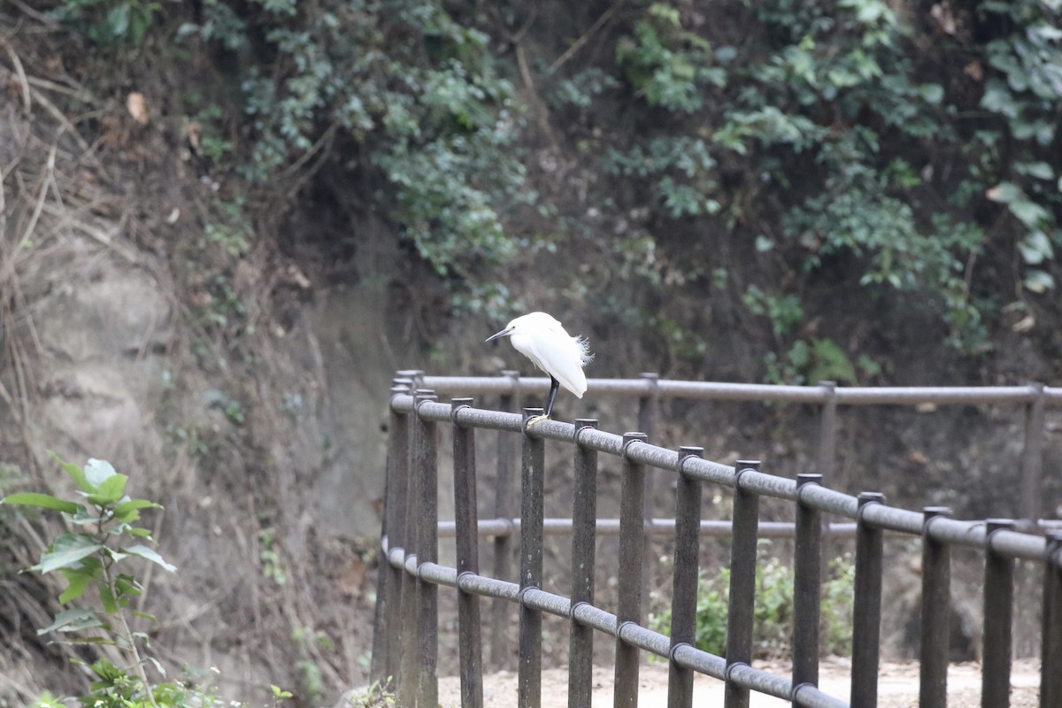 Little Egret - ML647730253