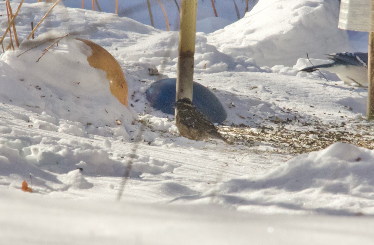 Black-headed Grosbeak - ML647730261