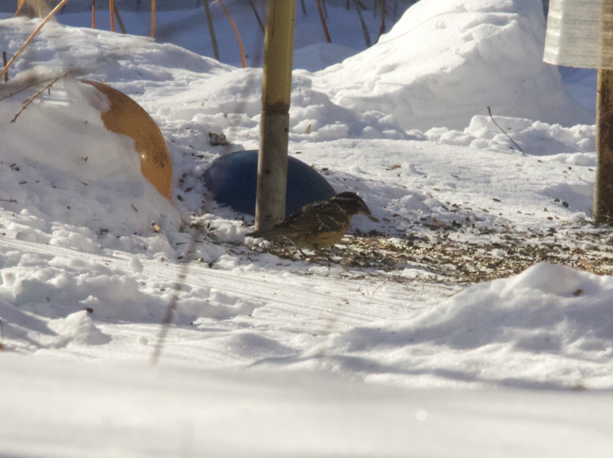 Black-headed Grosbeak - ML647730262