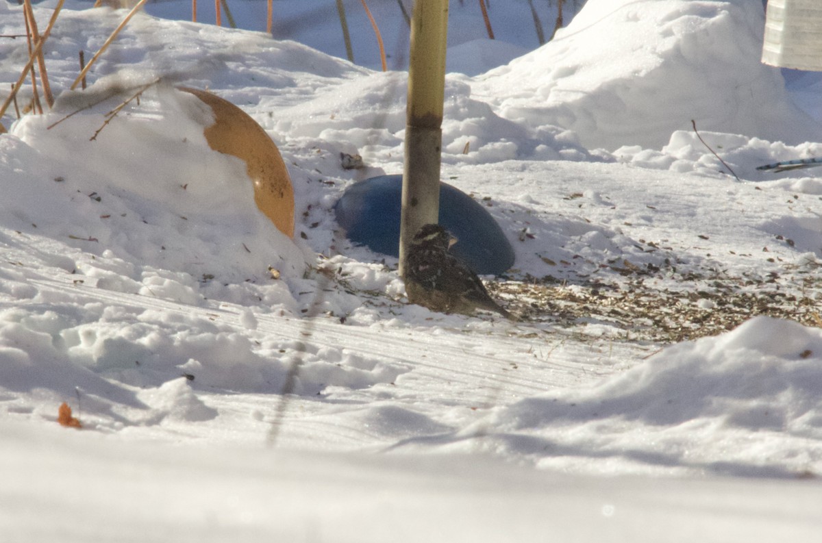 Black-headed Grosbeak - ML647730263