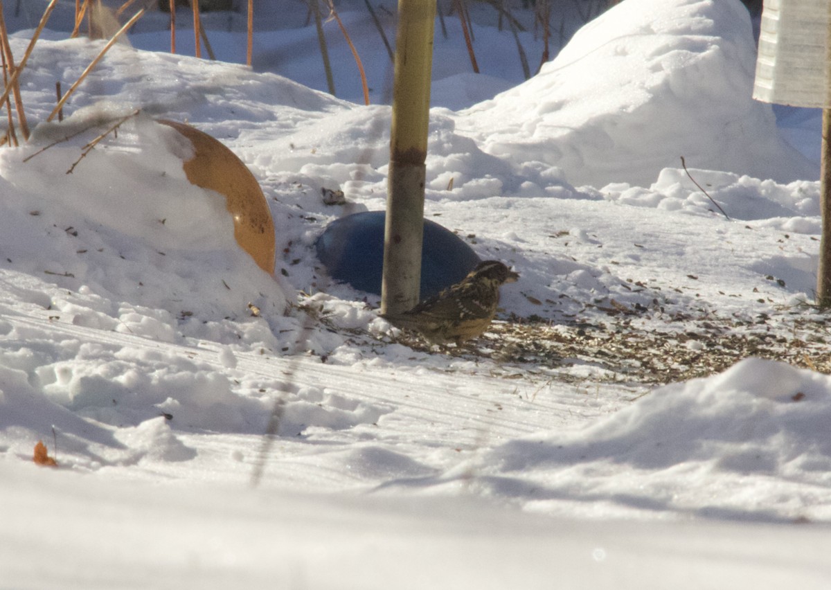 Black-headed Grosbeak - ML647730264