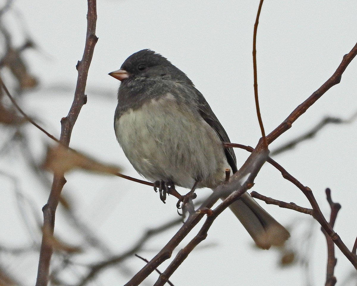 vinterjunko - ML647730282