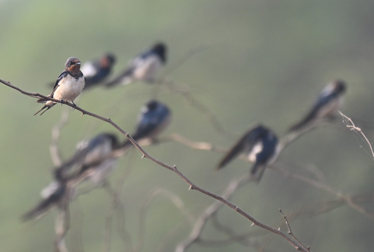 Ластівка сільська - ML647730290