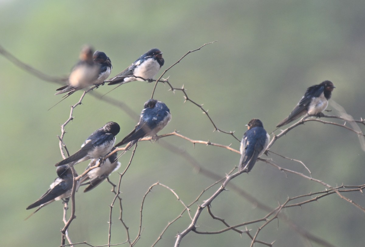 Ластівка сільська - ML647730291